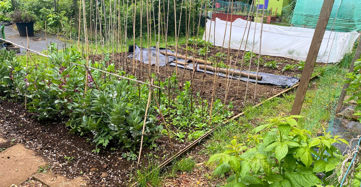 An active allotment